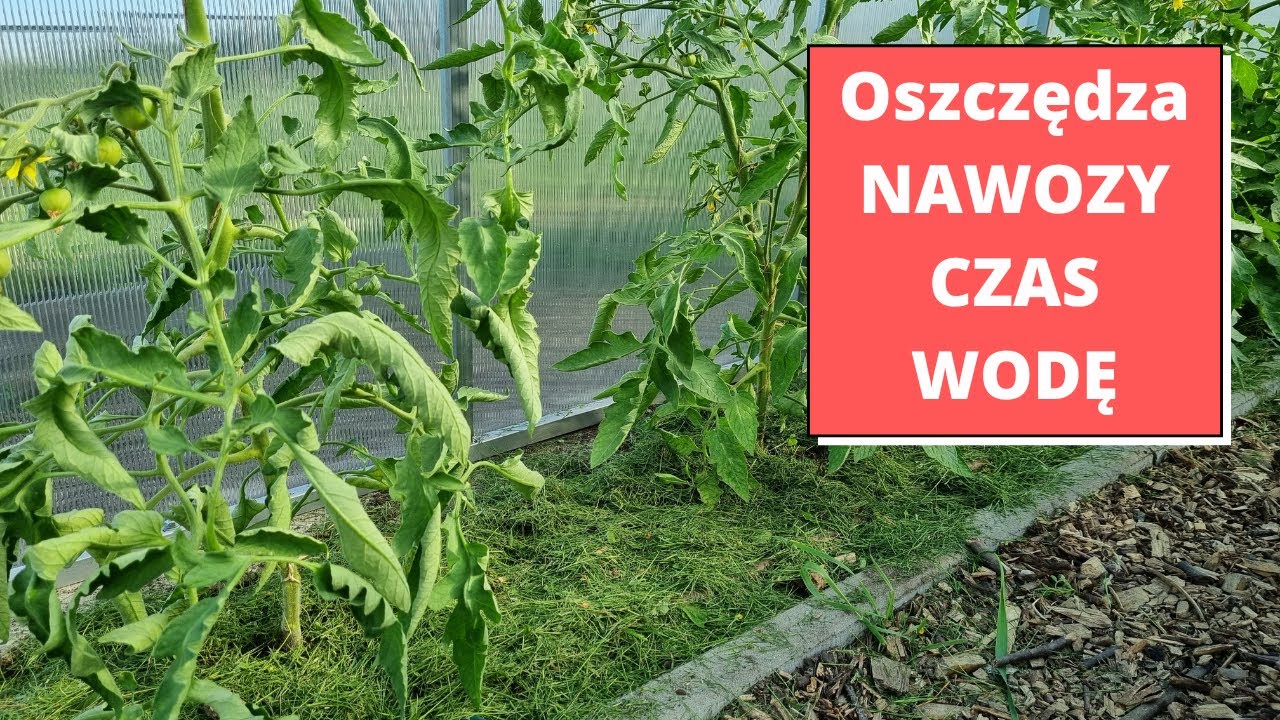 Skoszona trawa rewelacyjne właściwości