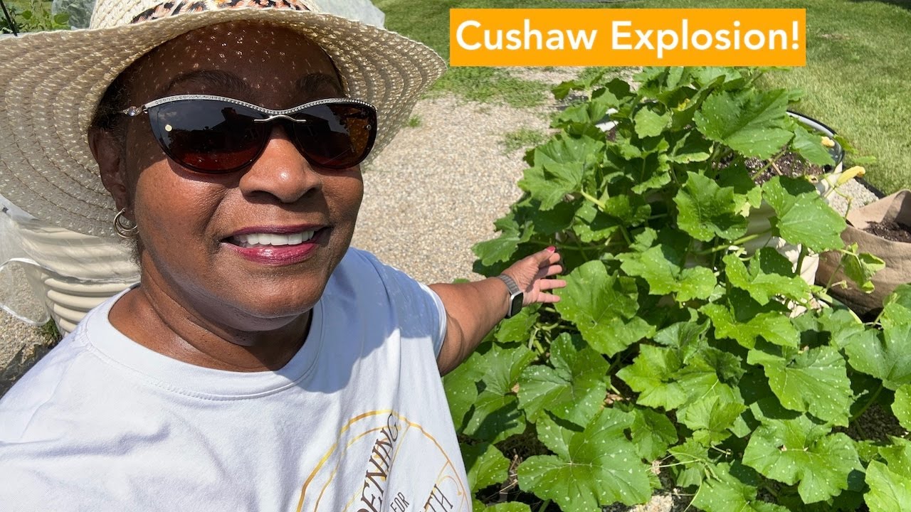 Cushaw Explosion!