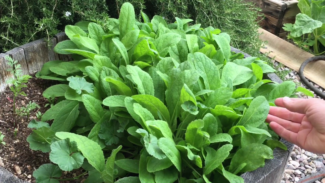Growing Mullein and (NOT) Oyster Leaf