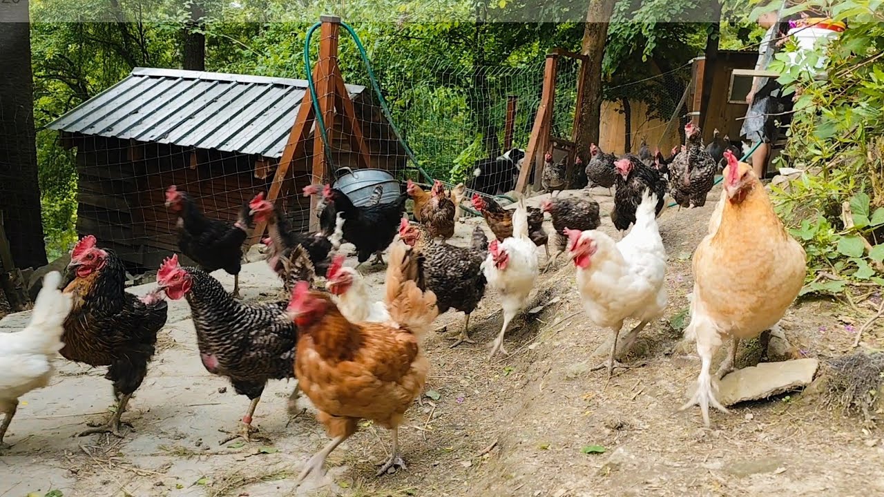 🐔 Byliśmy na targowisku po nowe kury, kaczki i gęsi. 🦆 Nasze kury i gospodarstwo. 🪿 @Gronicek 