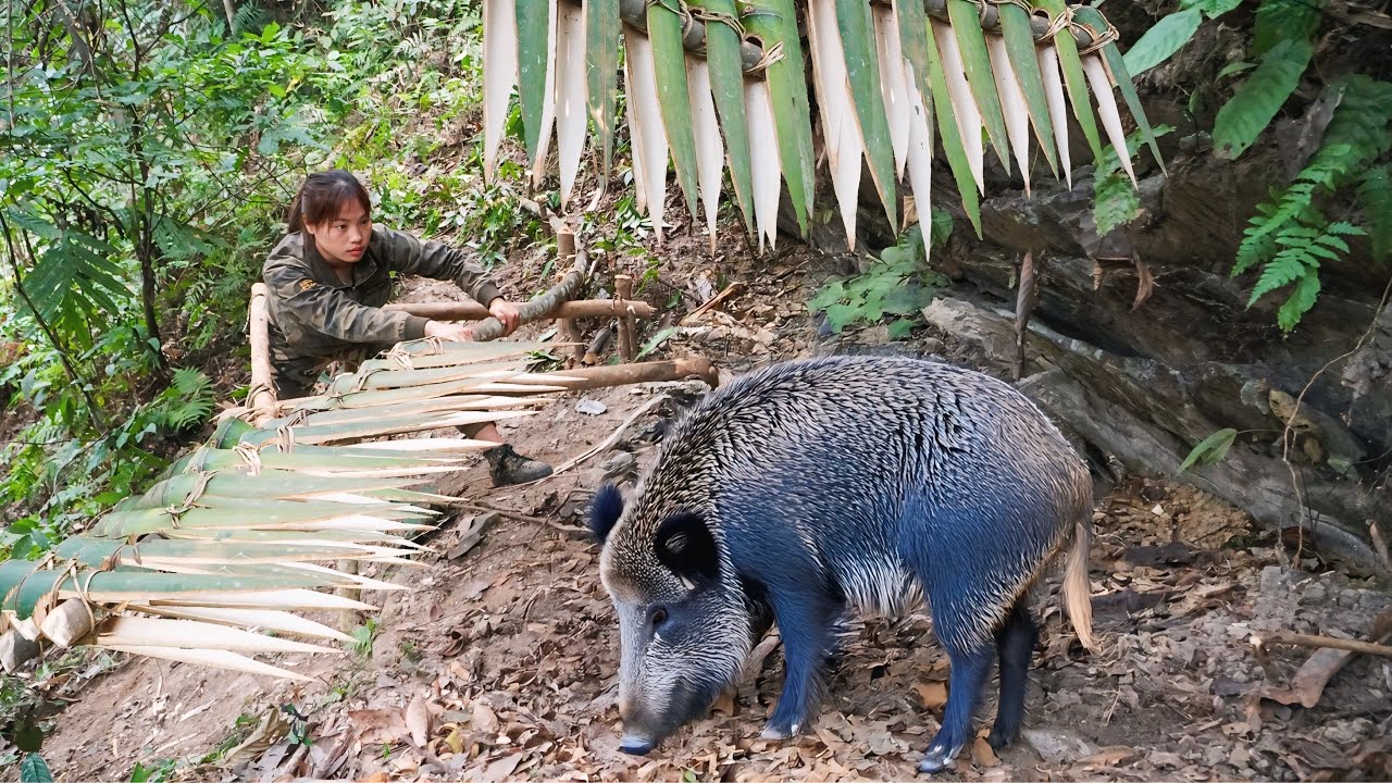 New traces of wild boar discovered, wild boar trapping skills, survival alone