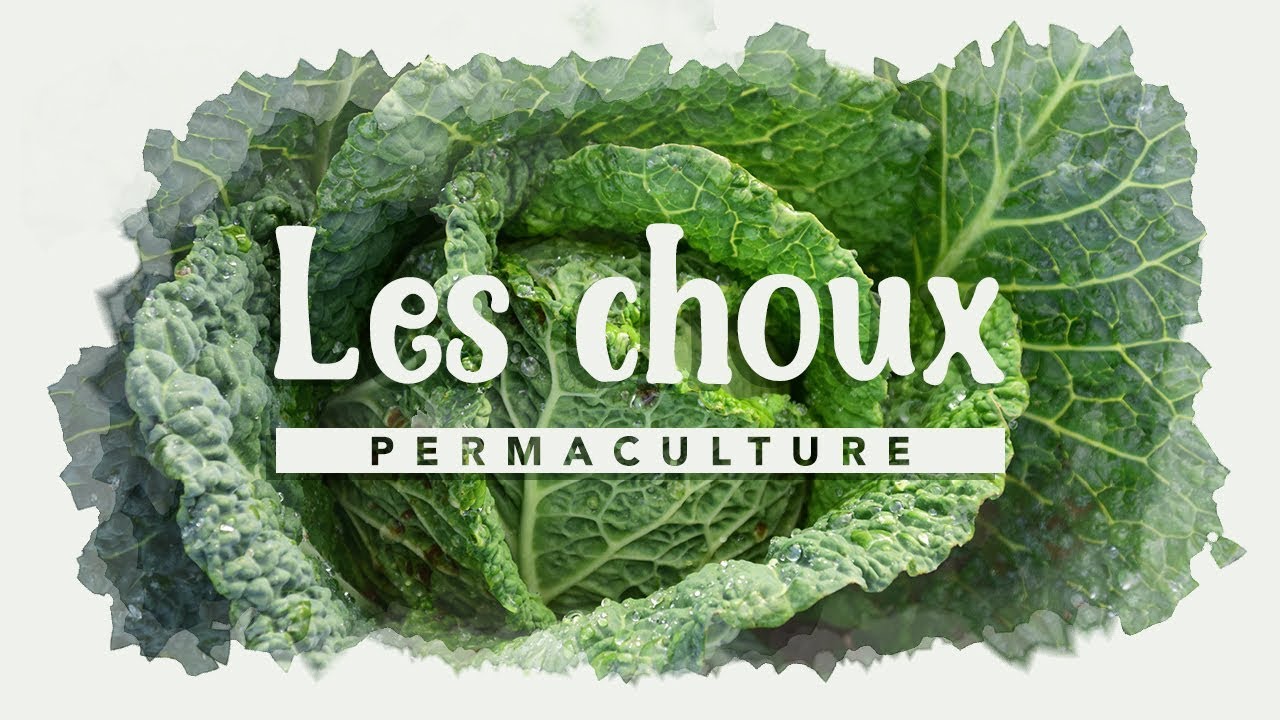 Tout savoir sur la culture des choux!!!          