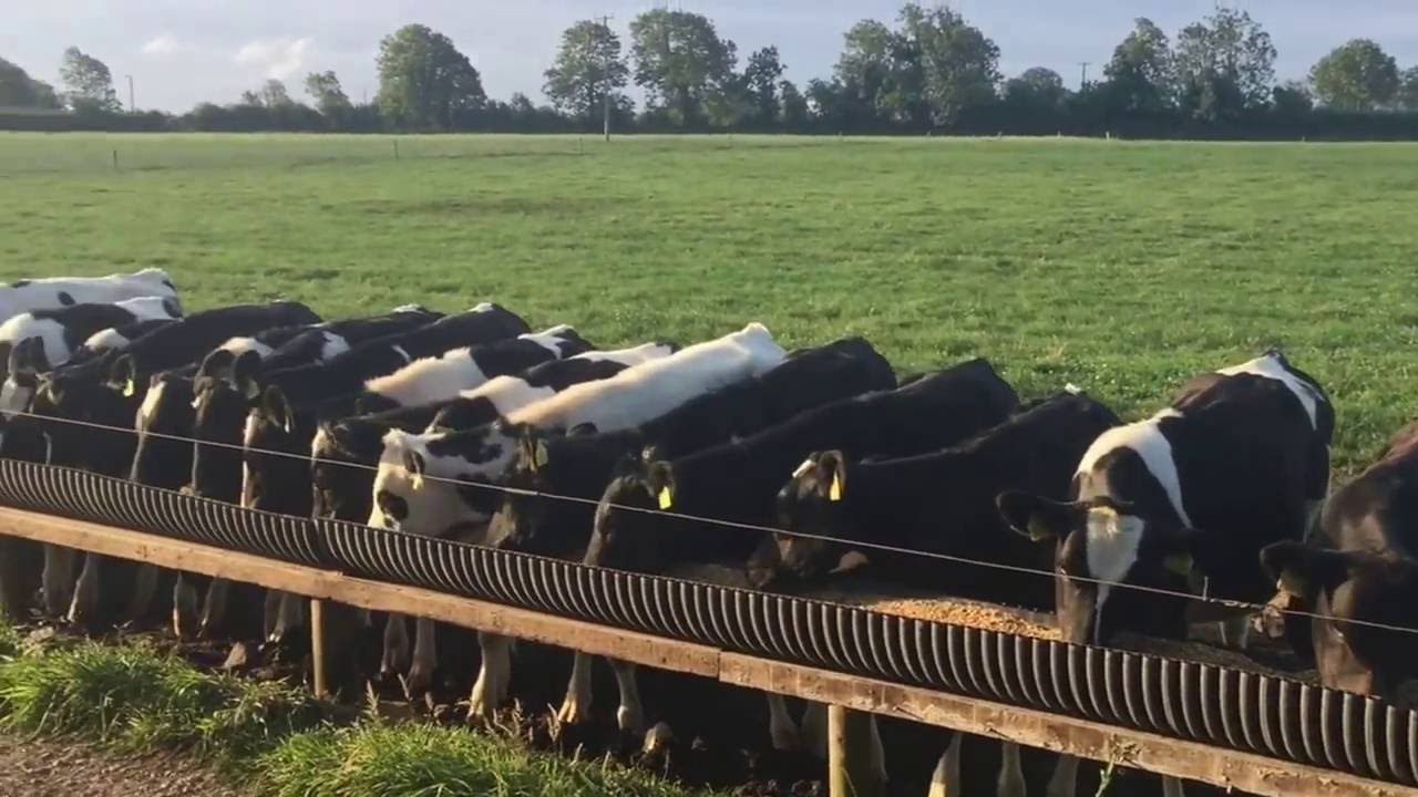Heathfield Dairy Farms Ltd