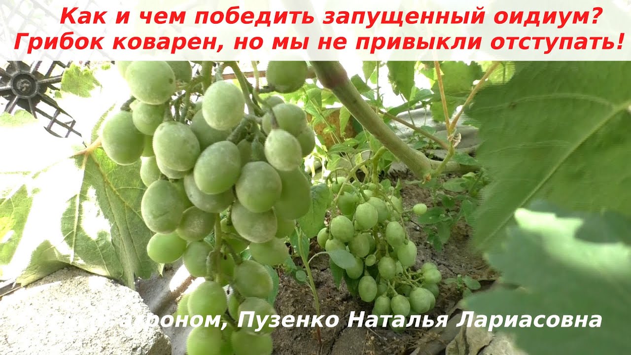 Запущенный оидиум, класика. Чем лечить, спасти урожай?  Ягоды стали расстрескиваться, но мы сможем!