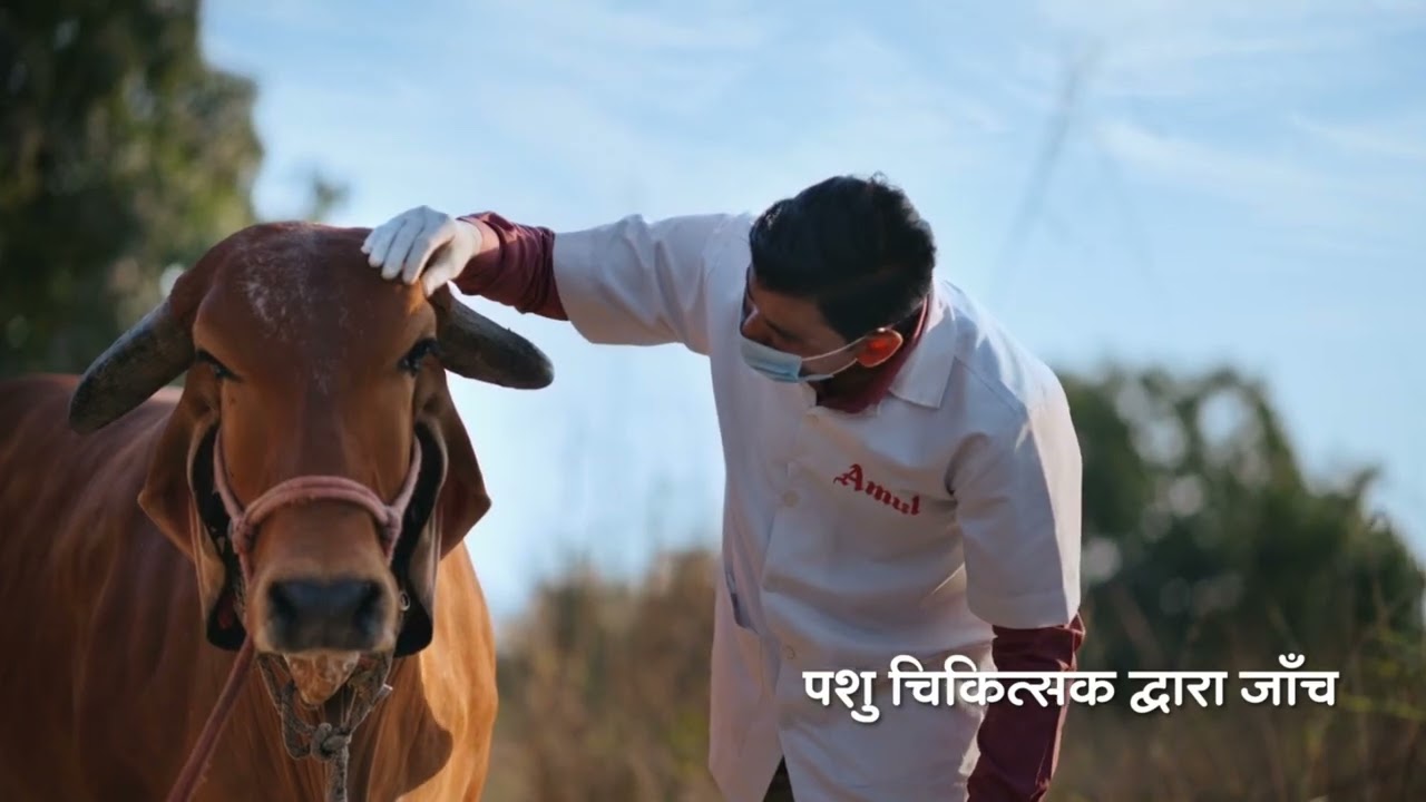 Amul Milk | Pure Goodness, Packed With Love!