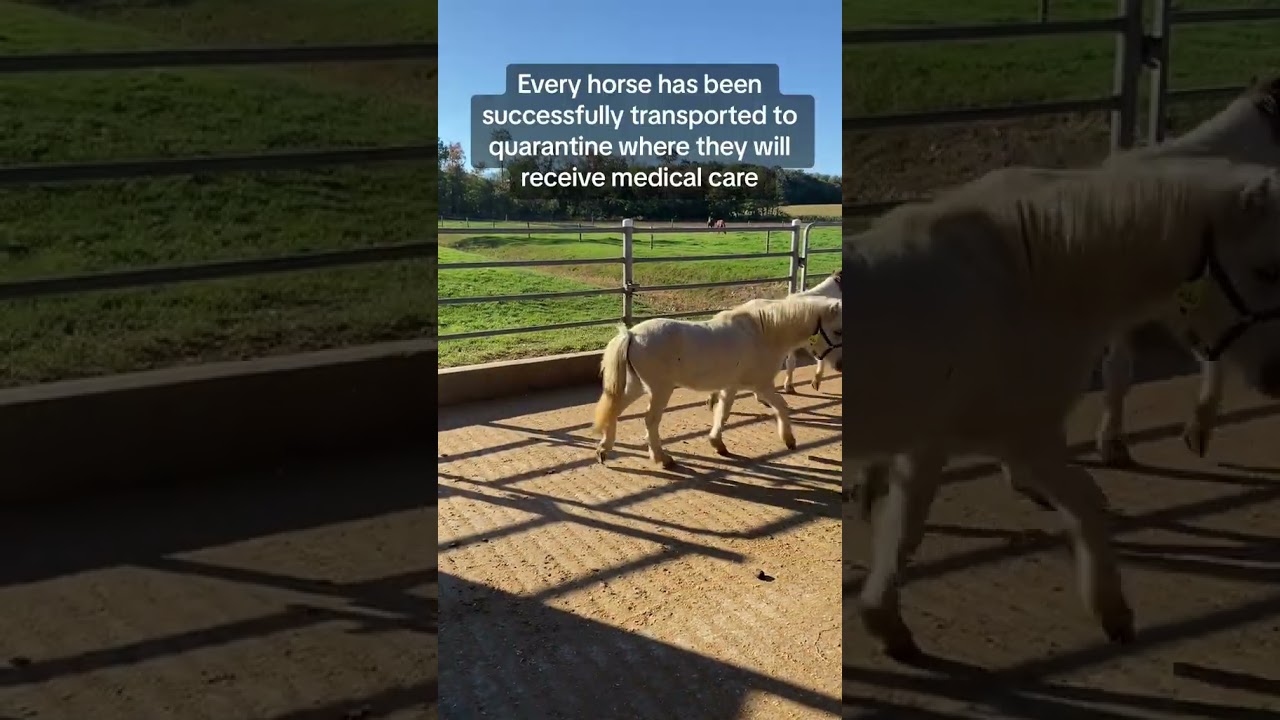 Thanks to high inflation costs more horses are being exported into the meat industry more than ever.