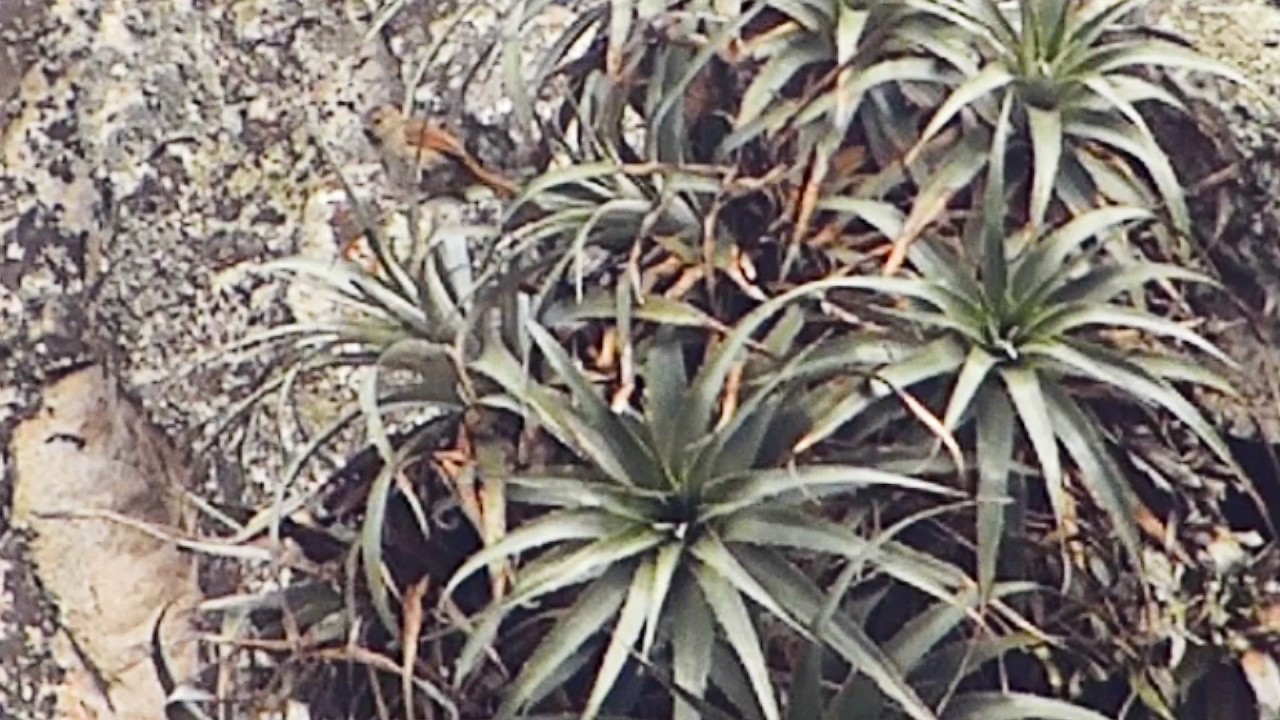 Canastero Canyon 146