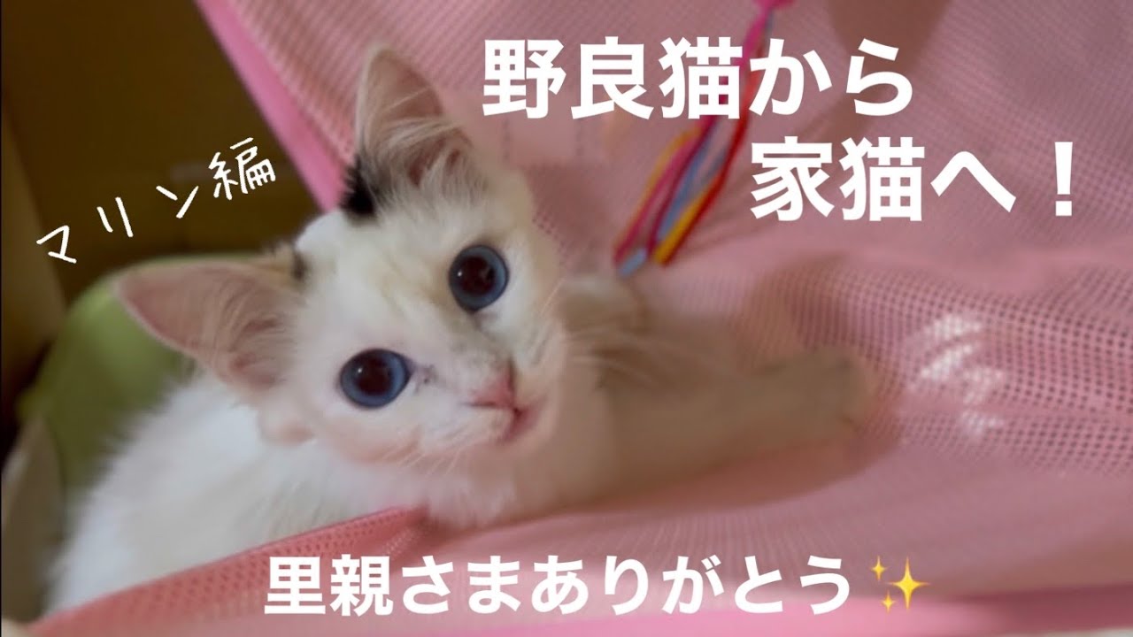 [野良猫から家猫へ]白チビ(現在マリン)との出会いから巣立ちまでの記録。保護猫を家族に迎えてくれた里親さまに感謝！