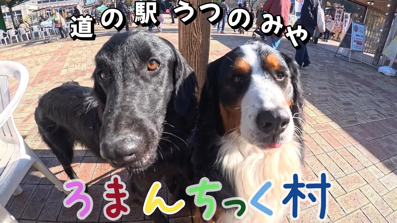 わんこ連れに最高の道の駅【ろまんちっく村】