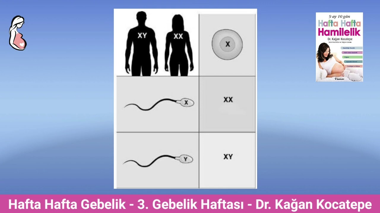 Gebelikte 3. hafta belirtileri. Anne adayı ve bebekte ortaya çıkan değişiklikler  Embriyo oluşuyor.