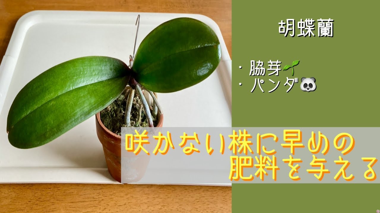 2026年3月2日　胡蝶蘭《パンダさん🐼》　脇芽🌱（子株）なので今年は咲かない　新葉🌱が出てきたので早めの肥料を与える→微粉ハイポネックス　🪴リアンの白い花