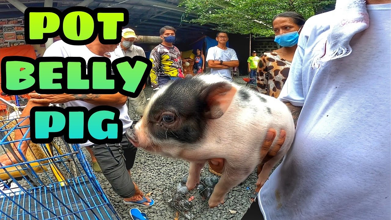 GUSTO MO NG BABOY?