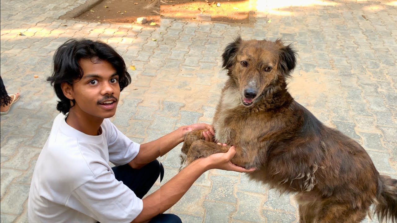 Sunny Ka Pyara Dog 🐶 - 