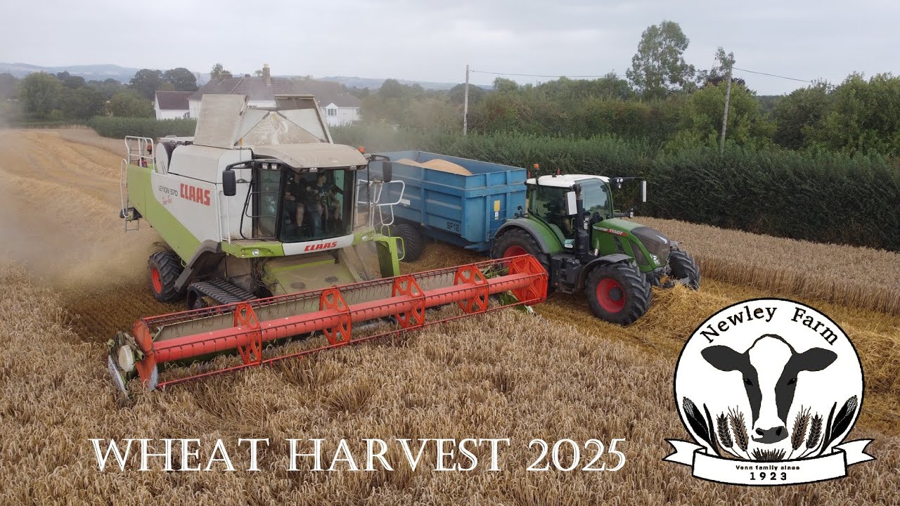 Newley Farm Wheat Harvest 2025 - Combine Harvester, Baler and JCB Telehandler