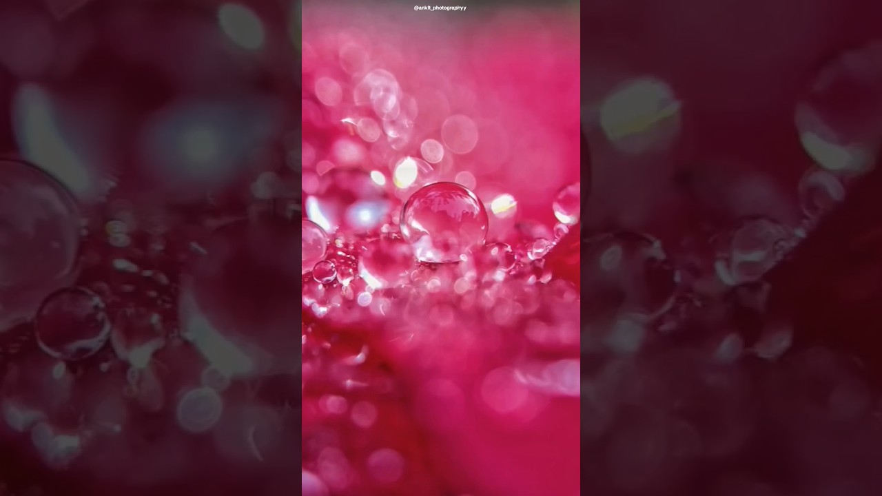 Flowers Photography Tutorial | nature photography tutorial 