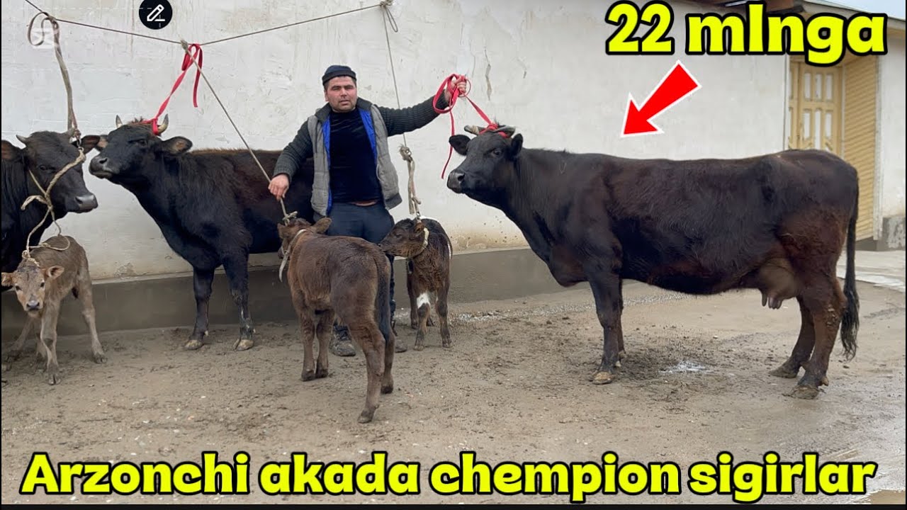 🛑 Chempion ena bola sigirlar ramazonga aksiyada bop ketti 