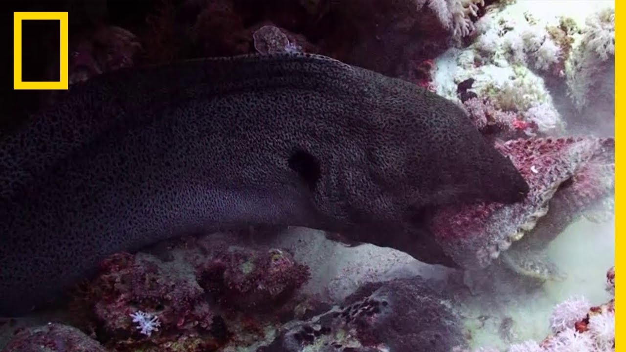 Mur&egrave;ne vs poisson-pierre
