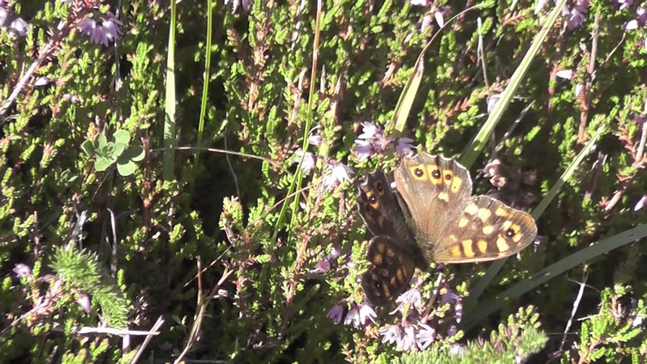 Pararge aegeria
