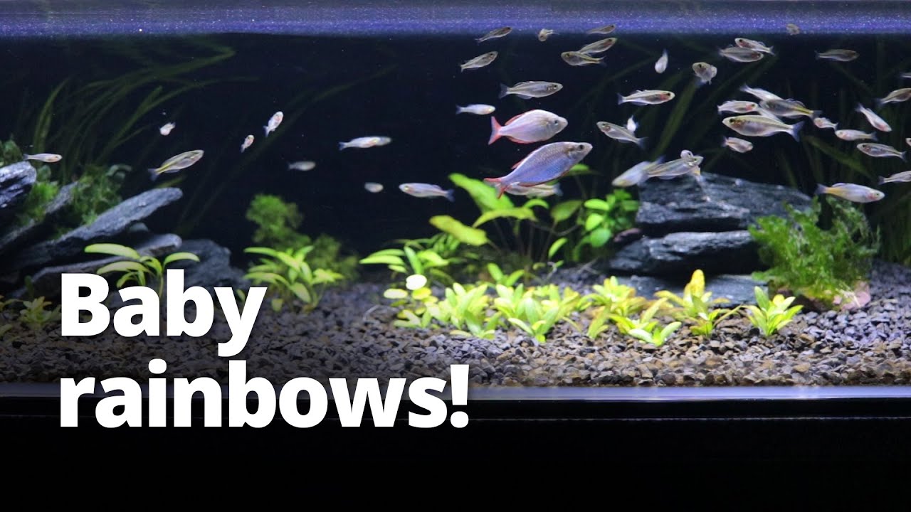 My fish had babies! Baby Bosemani Rainbowfish