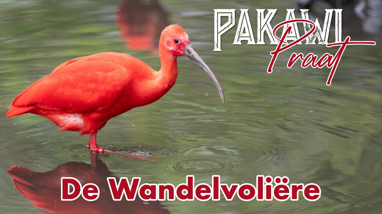 Pakawi Praat 04 - De wandelvoliere