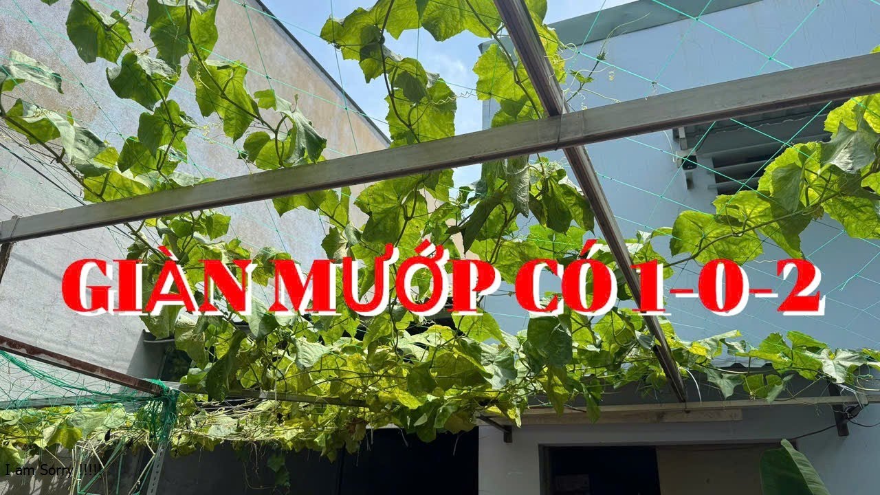 NGUYÊN NHÂN TRỒNG MƯỚP KHÔNG CÓ QUẢ VÀ CÁCH KHẮC PHỤC