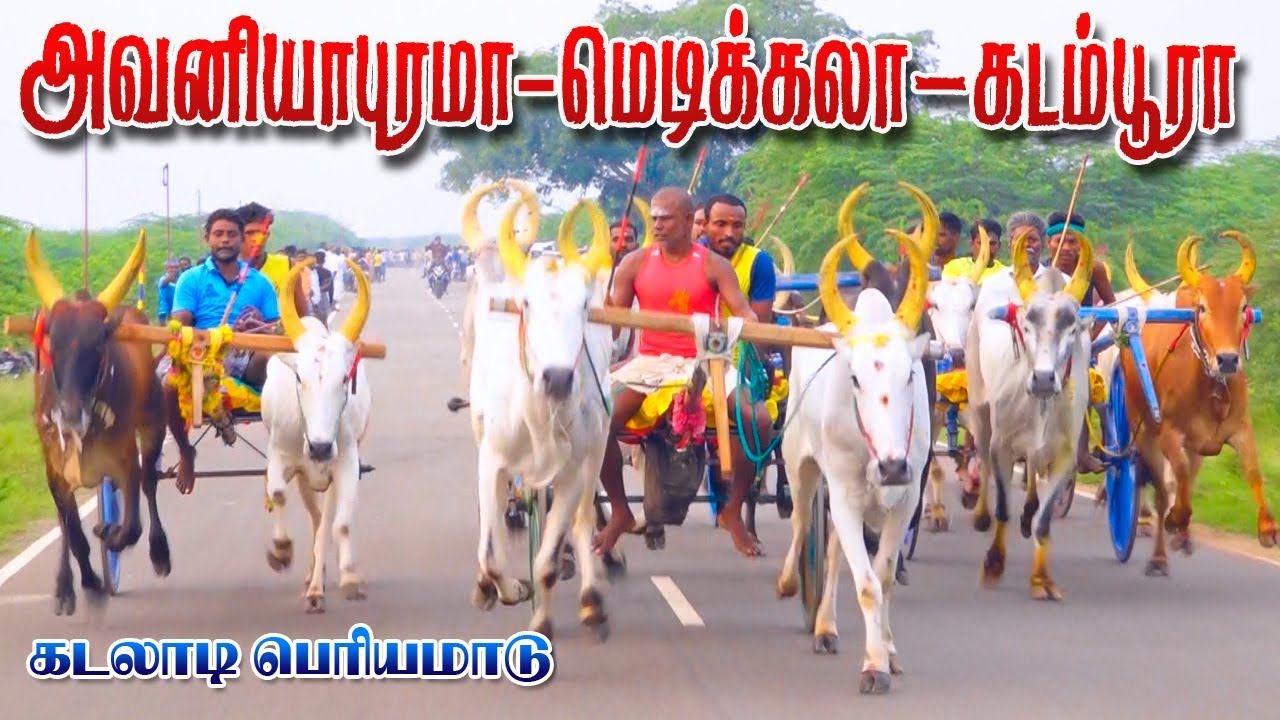 பெரியமாடு கடலாடி ராமநாதபுரம் மா 27/10/2022 kadaladi Periyamadu Ksk rekala race