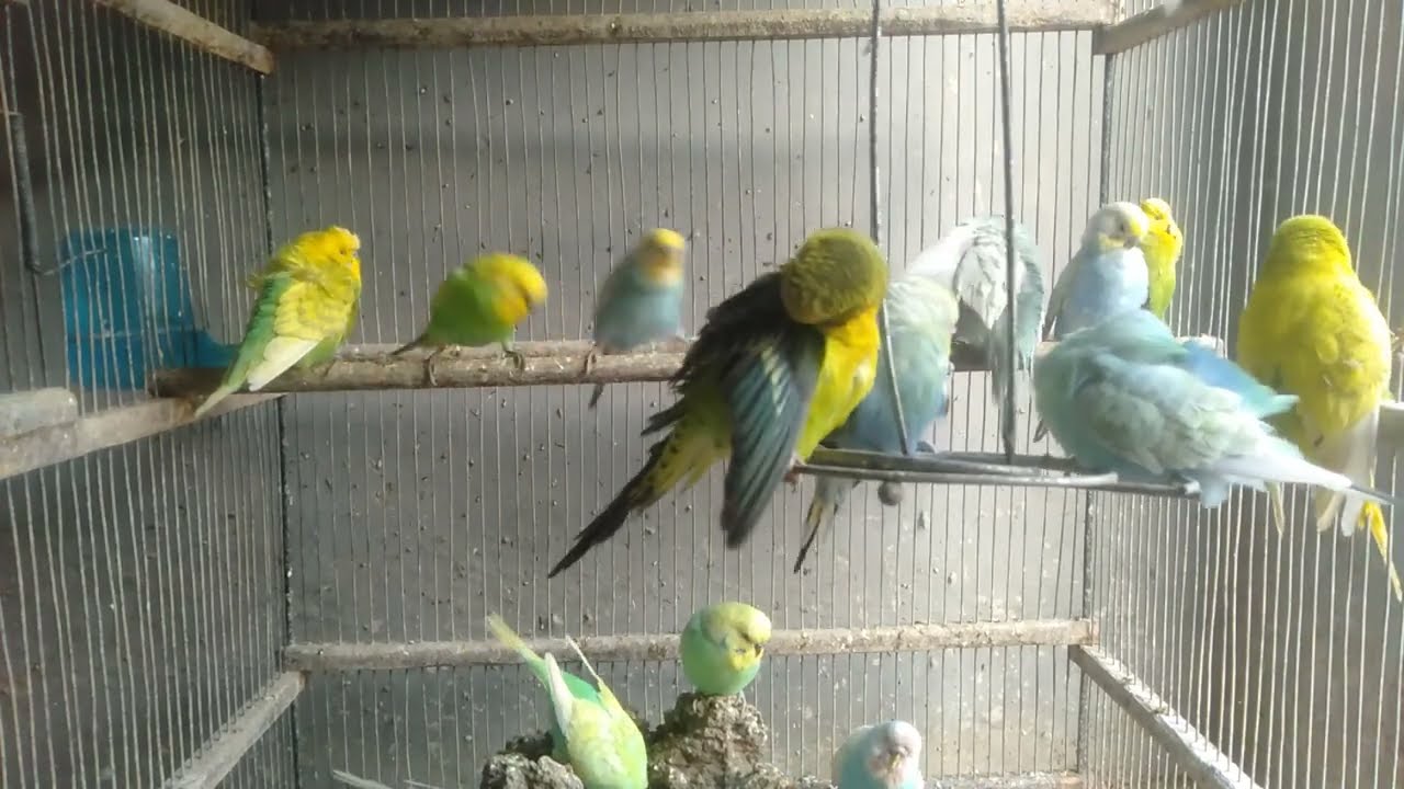 ️⃣ ️⃣ 🏠飼い主の工夫ひとつで…インコの一日が変わった話｜日本の家庭向け｜#インコ日常 🔍インコ 日常 インコ 幸せ