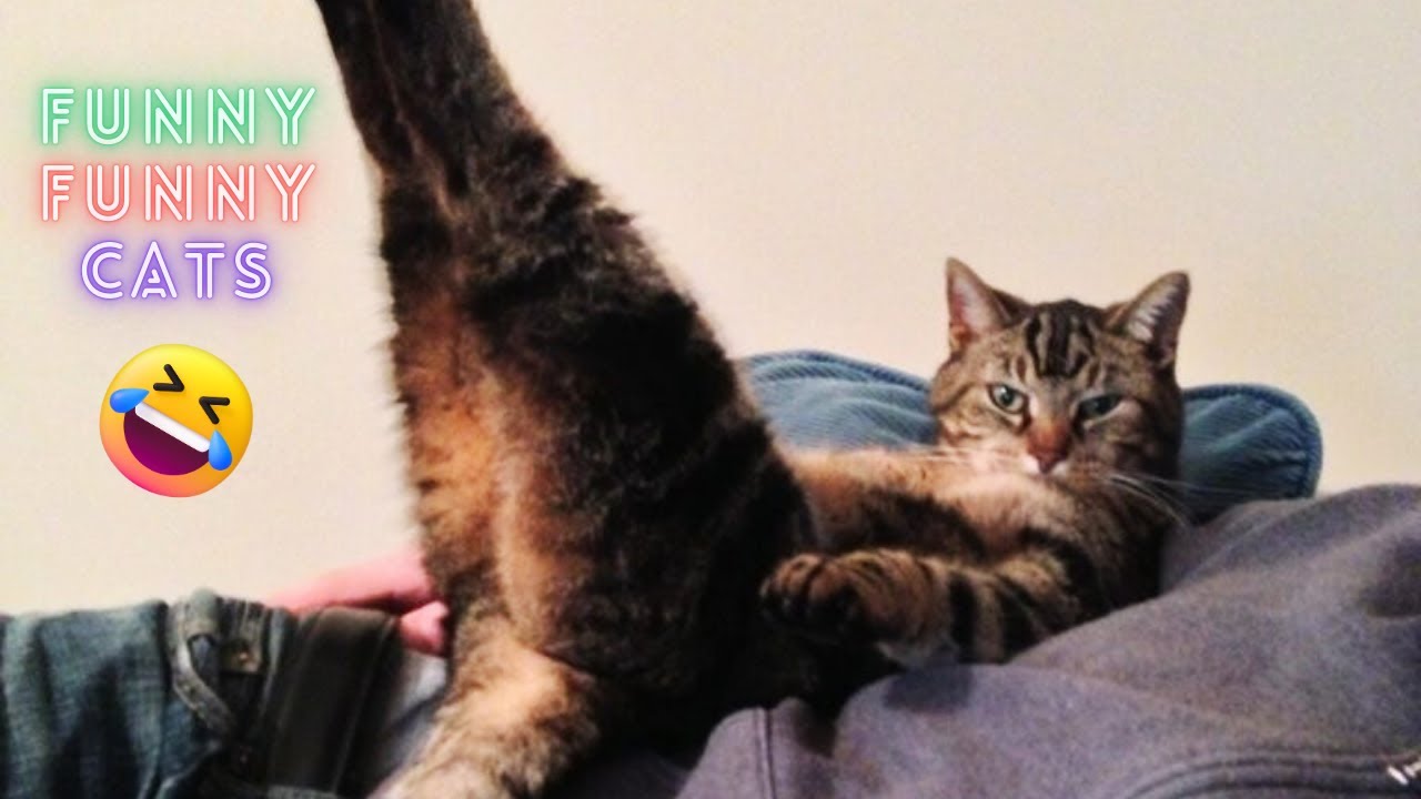Cats Being Cats - Funniest Viral Fails and Adorable Moments Compilation