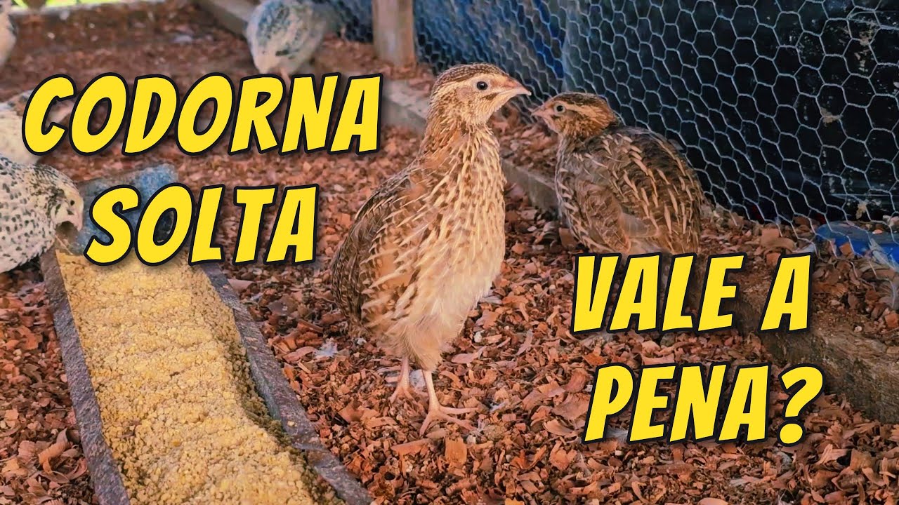 VALE A PENA CRIAR CODORNAS SOLTAS OU EM VIVEIRO?