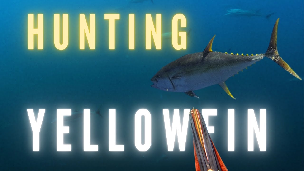 Spearfishing Giants in Remote Costa Rica | Yellowfin Tuna