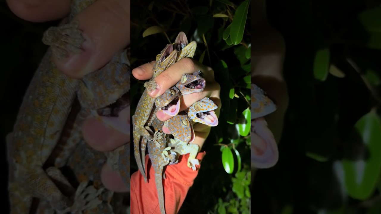 I got yoinked #snake#youtube#viral#wildlife#animals#alligator#everglades#crocodile#crazy