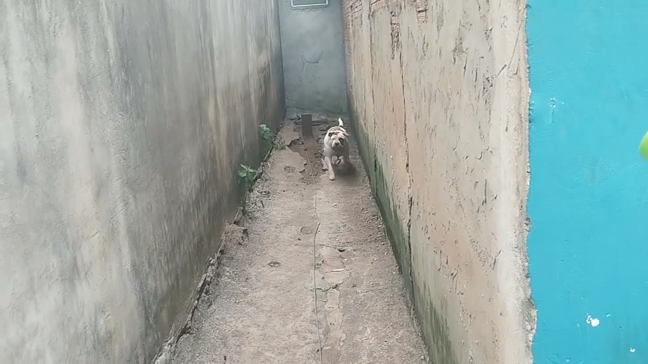 Brincadeira com os Pitbull 