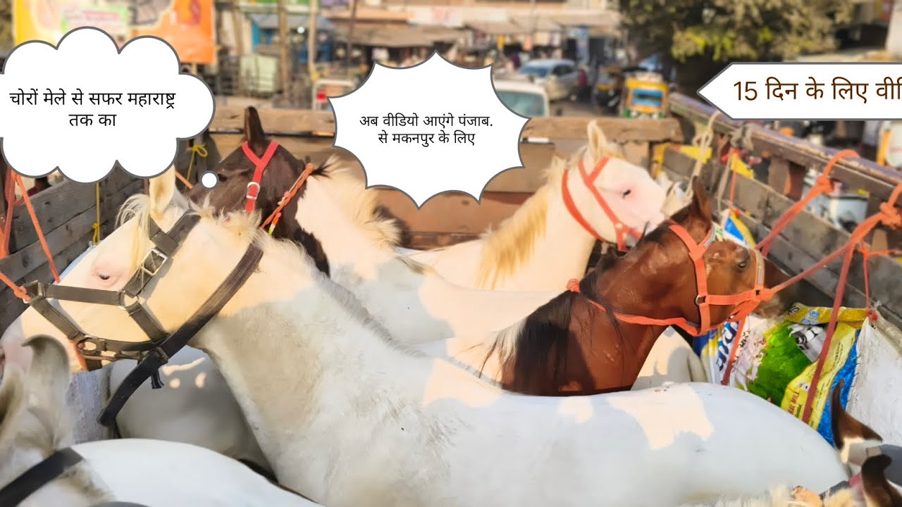 सौरव मेले से महाराष्ट्र के लिए सफल 15 दिन के लिए वीडियो बैंड हो चुकी है पंजाब से मकनपुर तक वीडियो🐎🐎👍