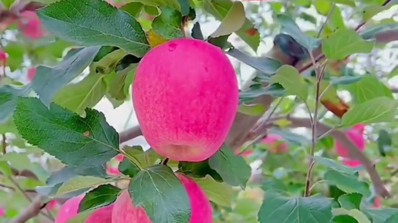 Enjoy Beautiful Nature With Rural Life # 39 | Red Apple Orchard Harvest