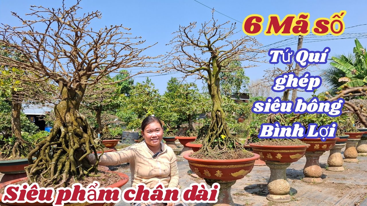 01/02/2026💥Mai vàng chơi tết 2026-siêu bông bình lợi ghép gốc Tứ Quí ☎️0334917981-0357003719 