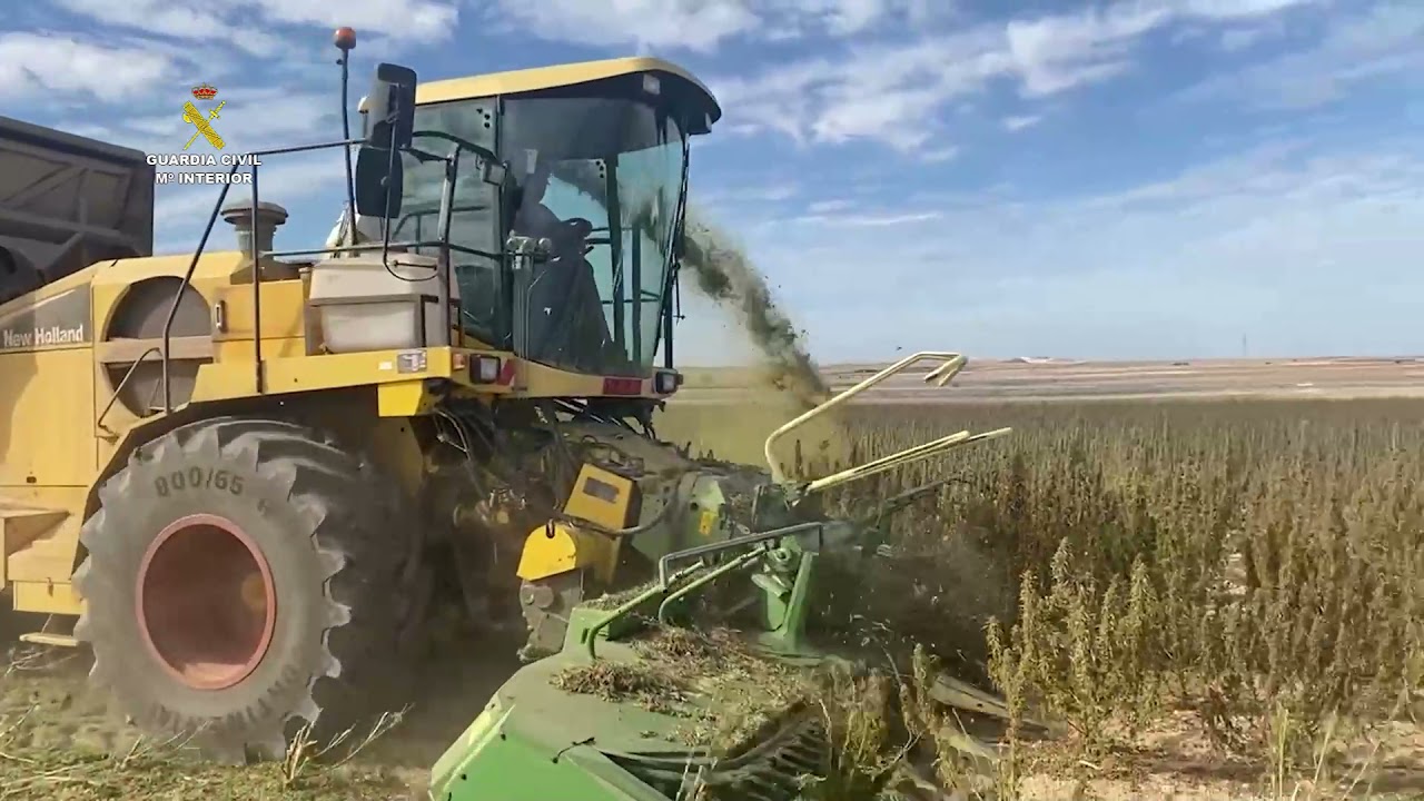 Más de 200.000 plantas de marihuana se han incautado en un mes en Toledo