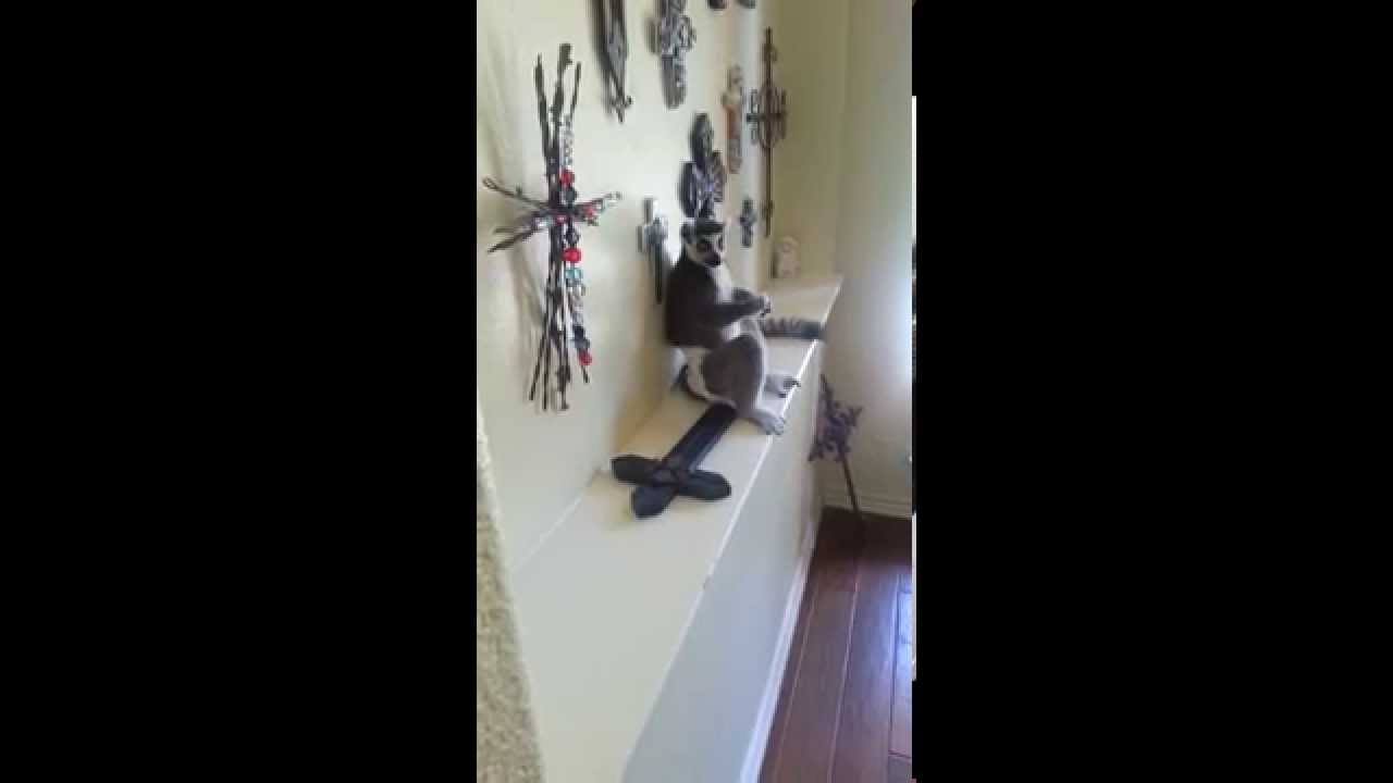 Koko the Lemur teasing the dog