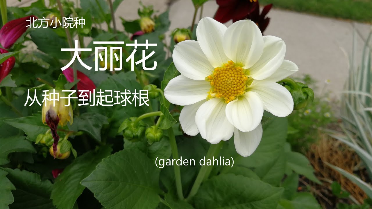 $1.99买的大丽花种子在小院的表现---2023年从种子种大丽花到过冬前起球全过程记录 grow Dahlia from seeds, whole process #2023年新添品种的更新