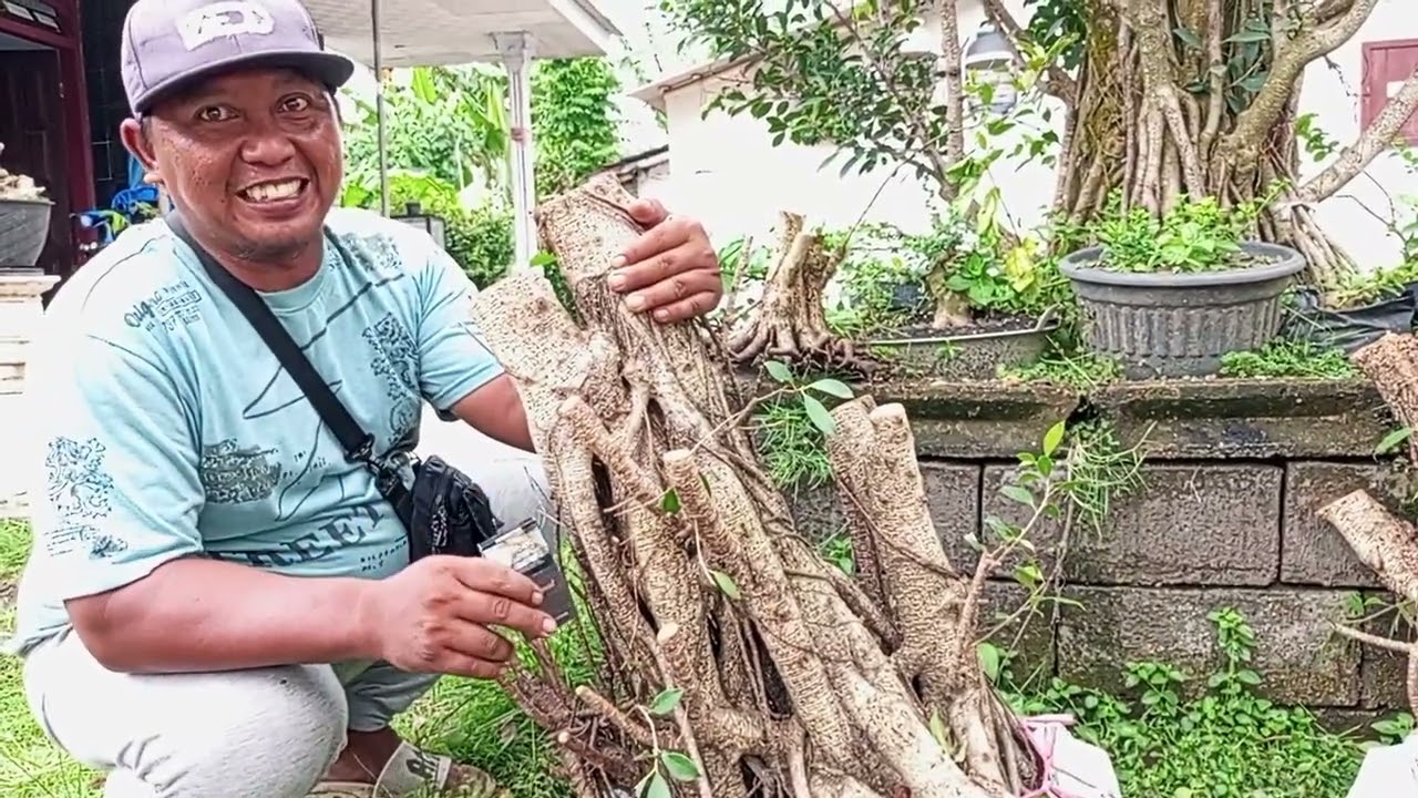 Review bahan mumer bersama om Ndut..ADM+6287865533169 #pecintabonsai 