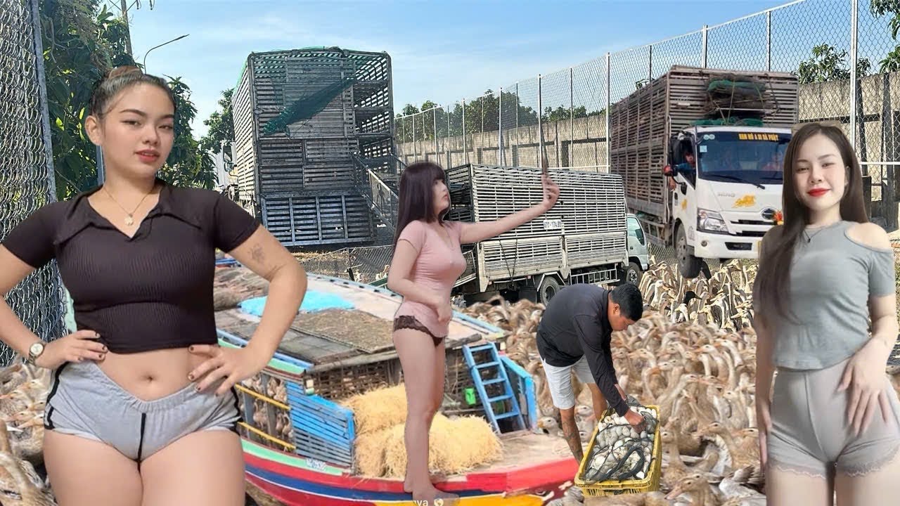 A close-up image of a model truck carrying 10,000 migrating ducks to a new rural area.