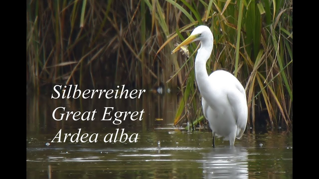 Der Reiher im wei&szlig;en Gewand: Silberreiher, Great Egret, White Egret, Ardea alba, Egretta alba