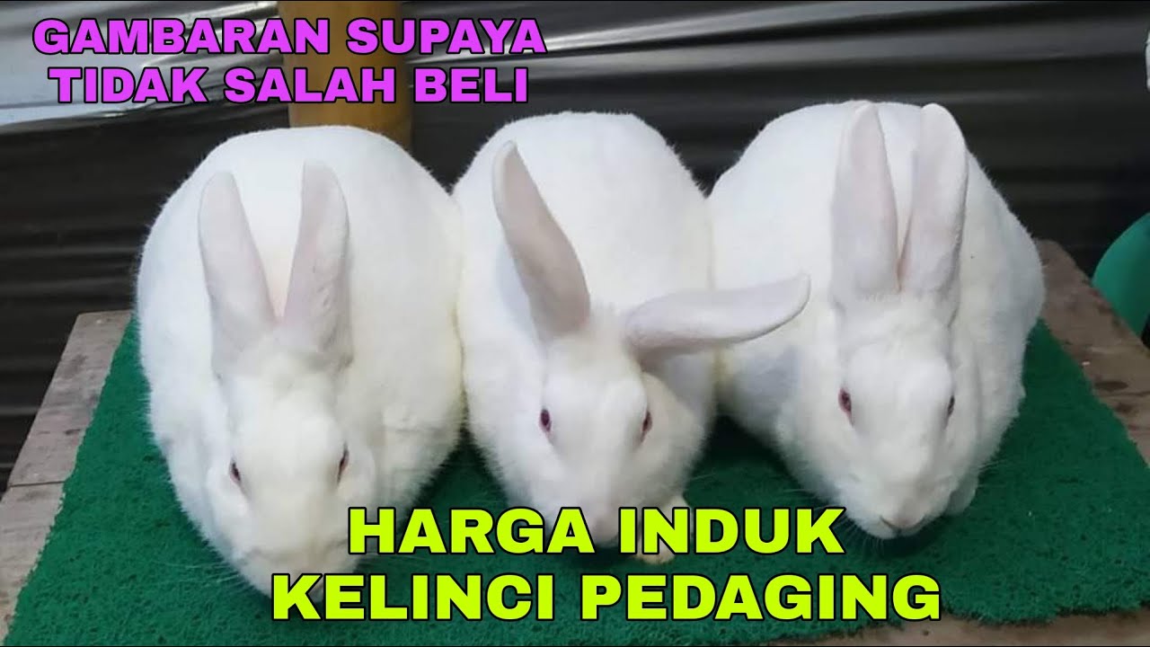 Harga indukan kelinci pedaging - jenis kelinci Nz dan kelinci Rex