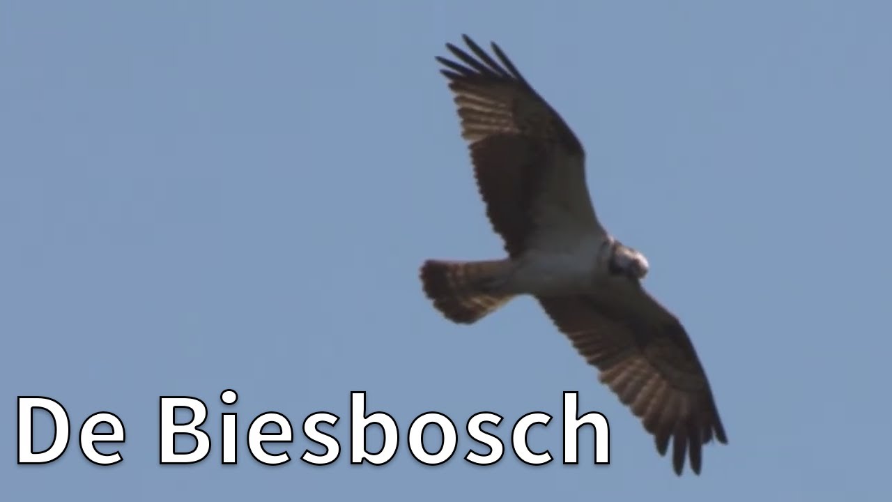 Visarend in de Biesbosch | Op pad met Ruben