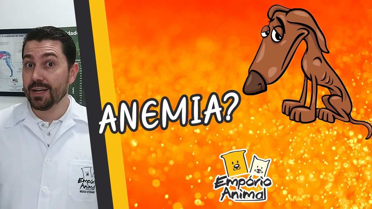 Anemia em cães e gatos. Como identificar em seu pet.
