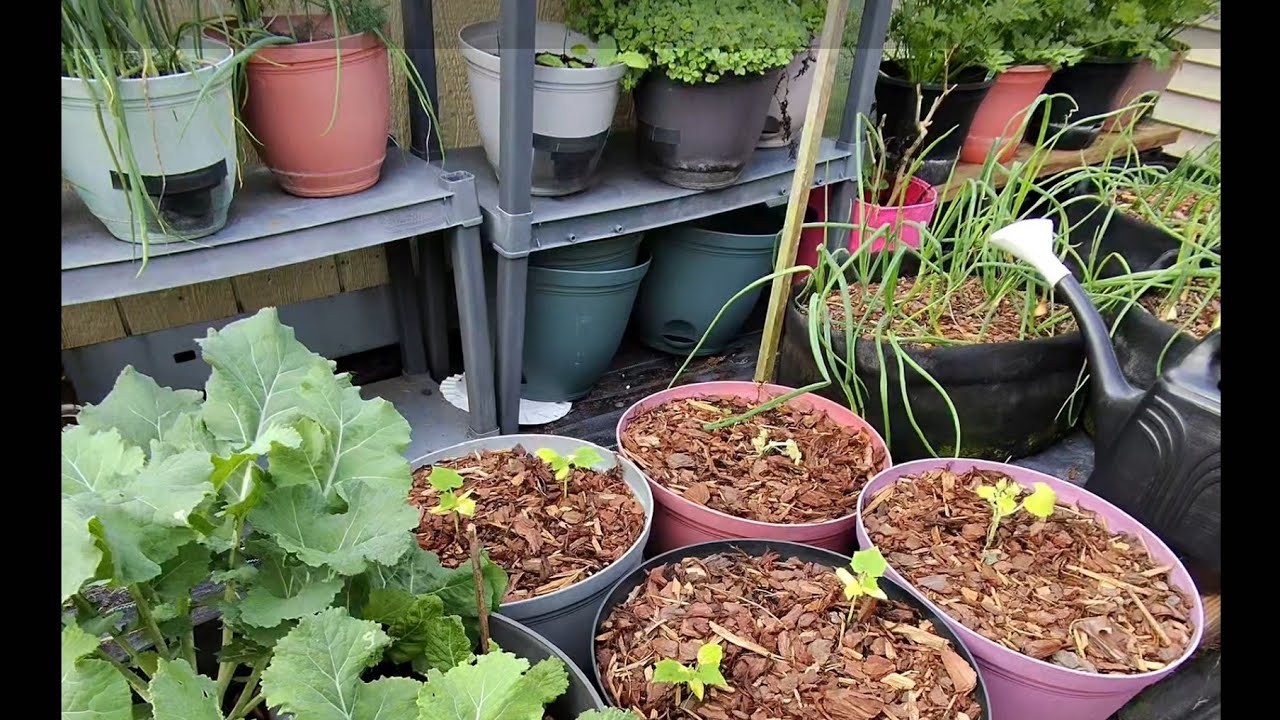 Spring planting & Romanesco update. #Cucumber  #Squash 