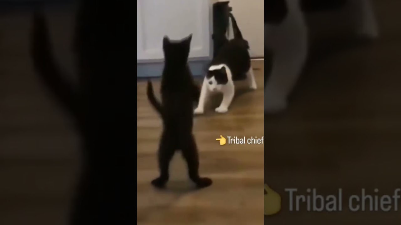 cat fight video upload 