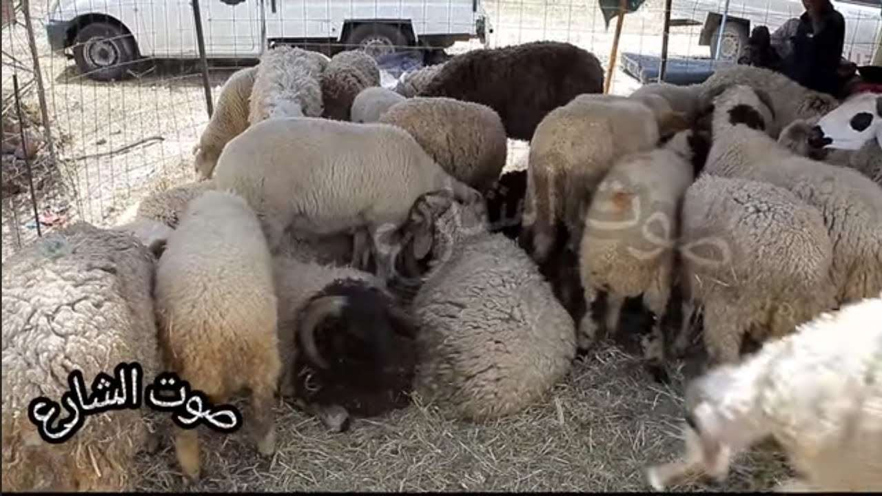 علوش 🐑🐏🐑مكثر في رحبة الوردية الأسوام من مليون فما فوق الفلاح يشكي من العلفة و المواطن يبكي🥹من الغلاء