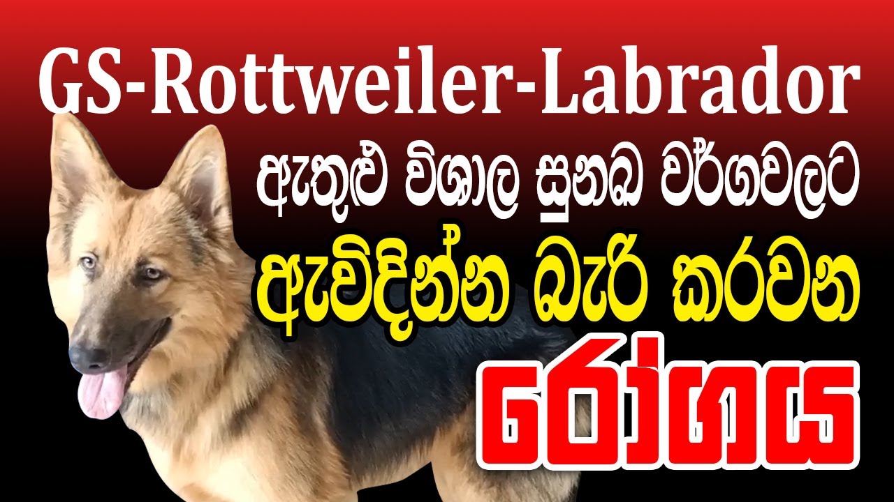 විශාල වර්ගවල සුනඛයන්ට ඇවිදින්න බැරි කරවන රෝගය. Hip dysplasia