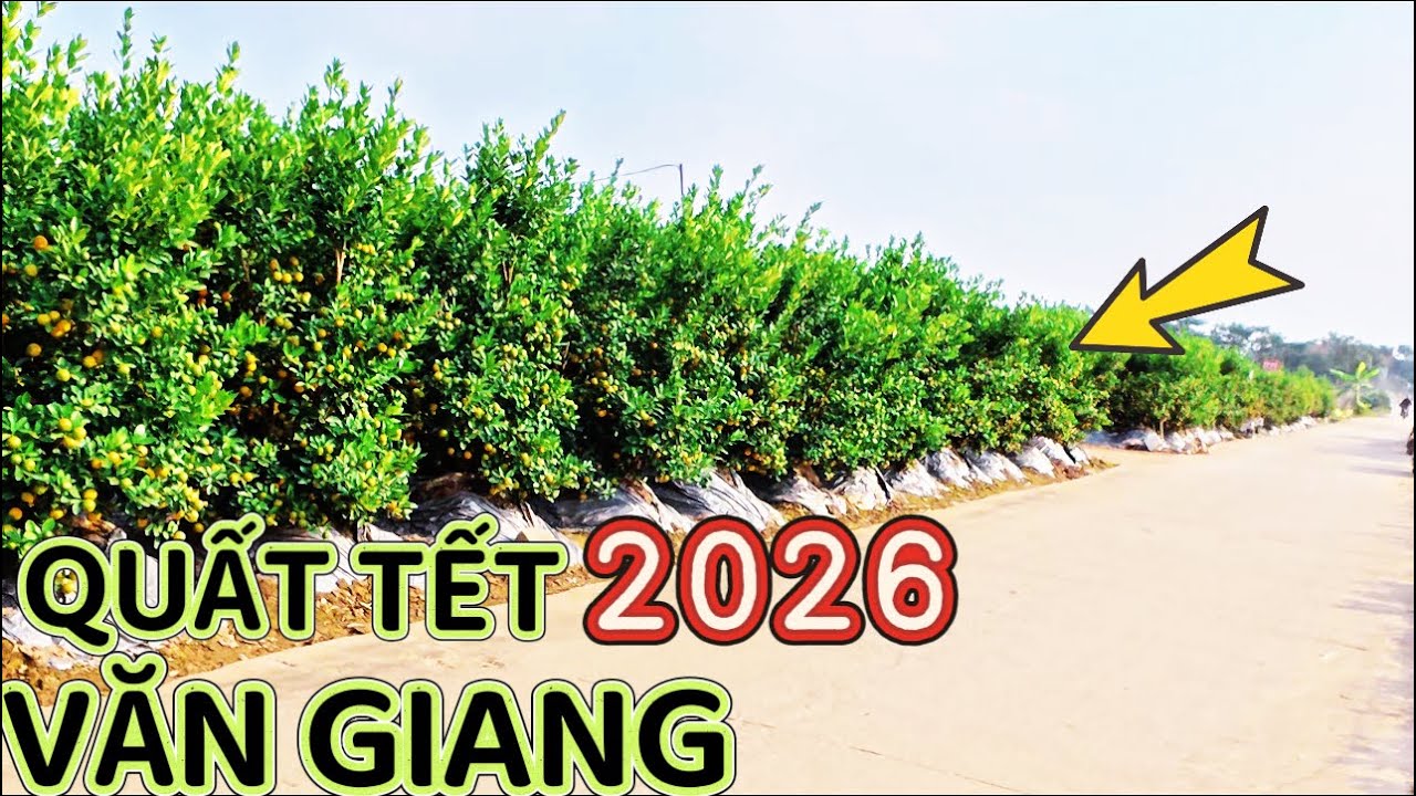 Một Trời Quất Cảnh 2026 / Đan Kim Liên Nghĩa Văn Giang Hưng Yên 