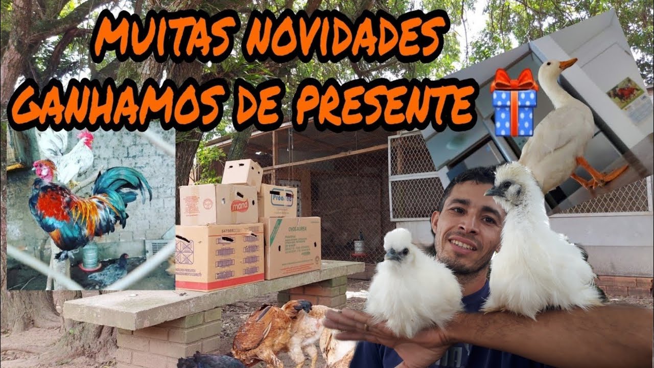 Mostrando todas as aves que ganhamos de presente 🎁 do Canal @campeirocoracao